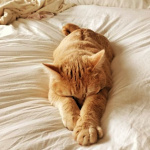 Аватар Рыжая кошка лежит на постели