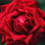 99px.ru аватар Красная роза крупным планом