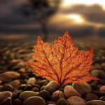 99px.ru аватар Осенний листок на гальке
