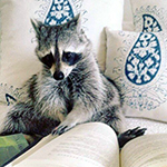99px.ru аватар Енот сидит на кровати, опираясь на подушки, и листает книгу