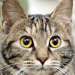 99px.ru аватар Серый кот с торчащими ушками