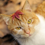 99px.ru аватар Рыжий котик с кленовым листиком на голове