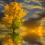 99px.ru аватар Осенней дерево стоит в воде на фоне заката