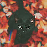 99px.ru аватар Черный кот сидит на осенней листве