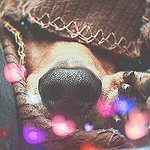 99px.ru аватар Нос пса выглядывает из пледа