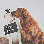 99px.ru аватар Один ретривер лижет морду другого (Free Kisses)