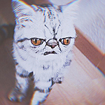99px.ru аватар Сердитый полосатый кот