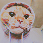 Аватар Кот в толстовке