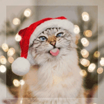 99px.ru аватар Кот в новогоднем колпаке высунул язык