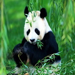 99px.ru аватар Панда среди листвы