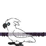 99px.ru аватар Попугай поднимает крылья, by NorthernRed