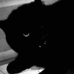 Аватар Черная кошка шипит