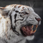 99px.ru аватар Белый тигр демонстрирует свой оскал