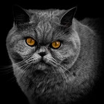 99px.ru аватар Серый кот с желтыми глазами на черном фоне