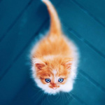 99px.ru аватар Рыжий котенок на голубом полу
