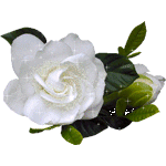 99px.ru аватар Белая роза на прозрачном фоне