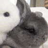 99px.ru аватар Белый кролик обнюхивает серого