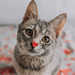 99px.ru аватар Котенок с сердечком на носу