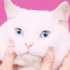 99px.ru аватар Белому котику мнут щечки