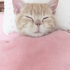 99px.ru аватар Рыжий котенок спит в кровати