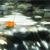 99px.ru аватар Сорванные ветром осенние листья плывут по воде