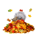 Аватар Белка играет с осенними листьями