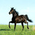 Аватар пользователя mustang