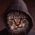 Аватар пользователя Kitten Cat