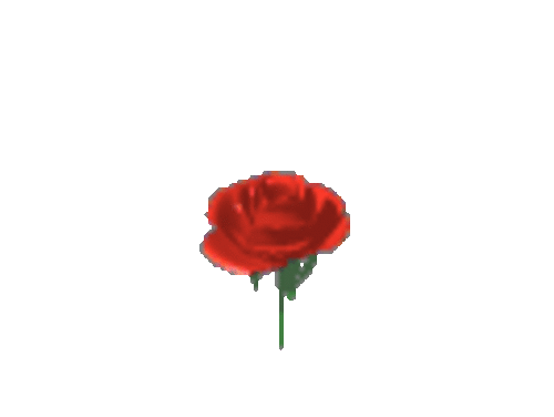 Qué significa una rosa roja