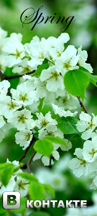 Аватар вконтакте Spring