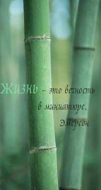 99px.ru аватар Бамбук,Жизнь  - это вечность в миниатюре. Эмерсон