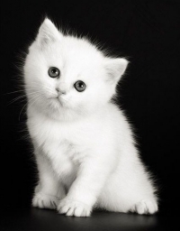 99px.ru аватар белый котенок