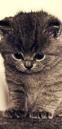 Аватар вконтакте котенок