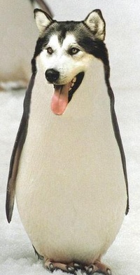 99px.ru аватар пес-пингвин xD