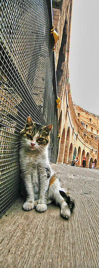 Аватар вконтакте cat