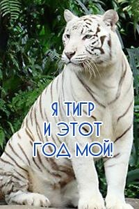 Аватар вконтакте Я тигр и этот год мой!