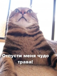 99px.ru аватар Отпусти меня чудо трава!