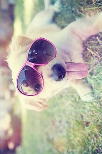 99px.ru аватар Собака-улыбака в очках