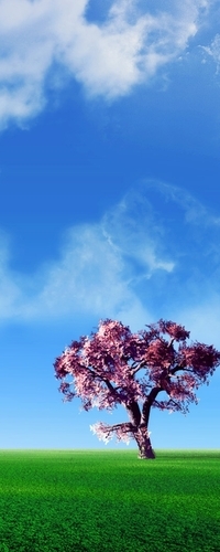 99px.ru аватар Розовое дерево по среди поля