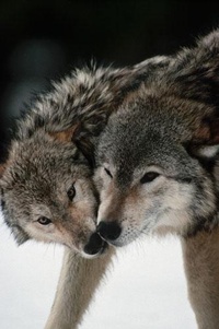 99px.ru аватар Два волка