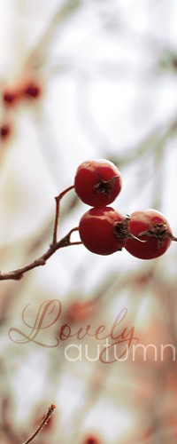 99px.ru аватар Шиповник Lovely autumn