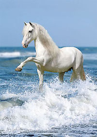 99px.ru аватар Белый конь скачет по прибрежной воде