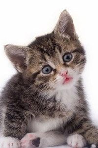 Аватар вконтакте Милый котенок