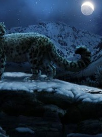 Аватар вконтакте Прогулка леопарда под луной