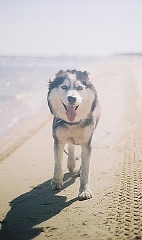 Аватар вконтакте Собака на пляже.