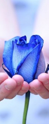 99px.ru аватар Девушка держит голубую розу в руках
