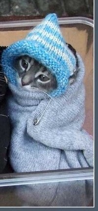 Аватар вконтакте Котёнок не спит