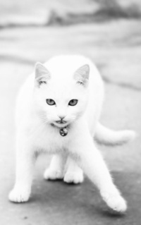 99px.ru аватар Белая кошка