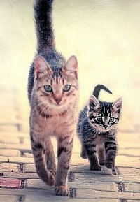 Аватар вконтакте Два котэ