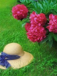 Аватар вконтакте Пионы и шляпка